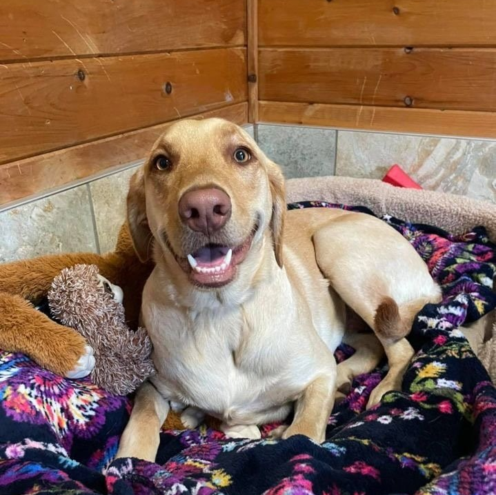 Luxury Pet Resort & Spa Near Saratoga NY Offering Pet Boarding