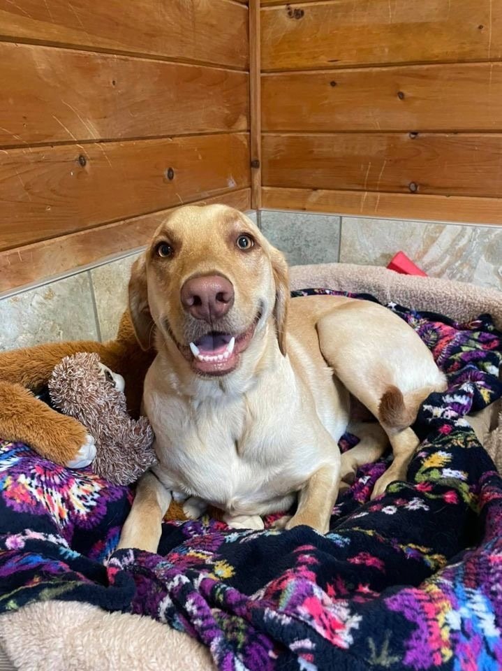 Luxury Pet Resort & Spa Near Saratoga NY Offering Pet Boarding