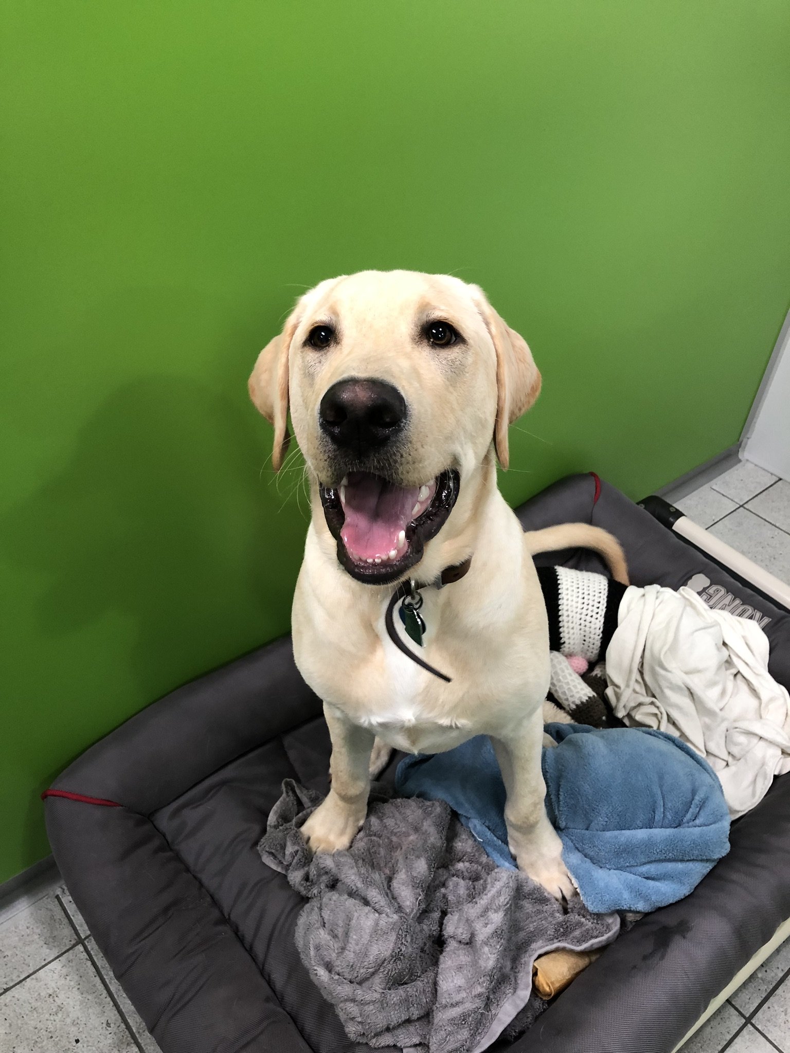 Luxury Dog Boarding Kennel & Lodging For Dogs In Upstate NY's Captial