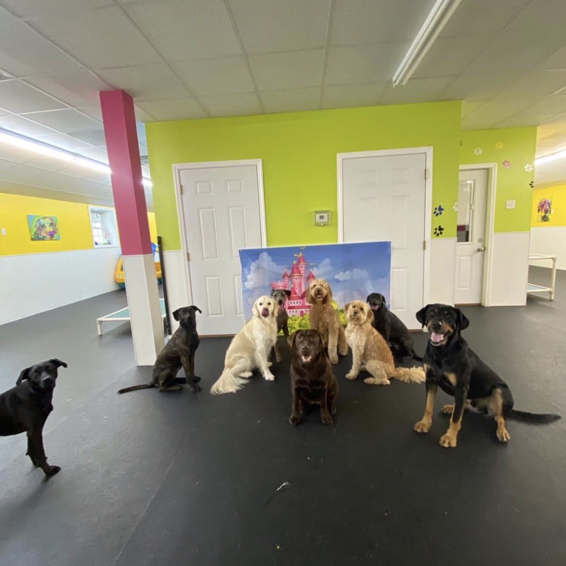 Doggie Daycare Packages & Info For Dogs Near Saratoga, Wilton, Clifton