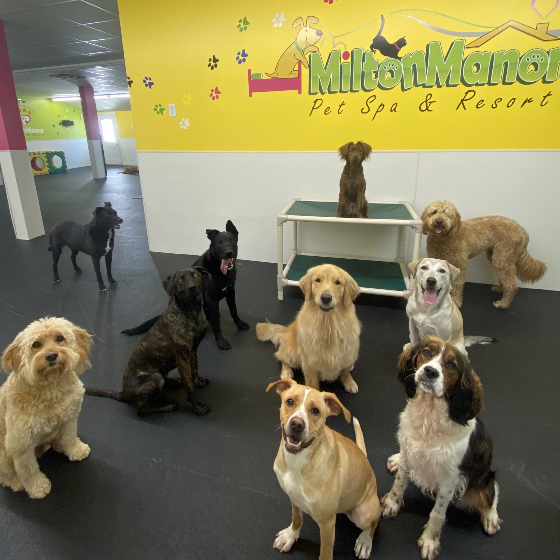 Doggie Daycare Services For Dogs Near Saratoga Springs, Wilton, Clifton