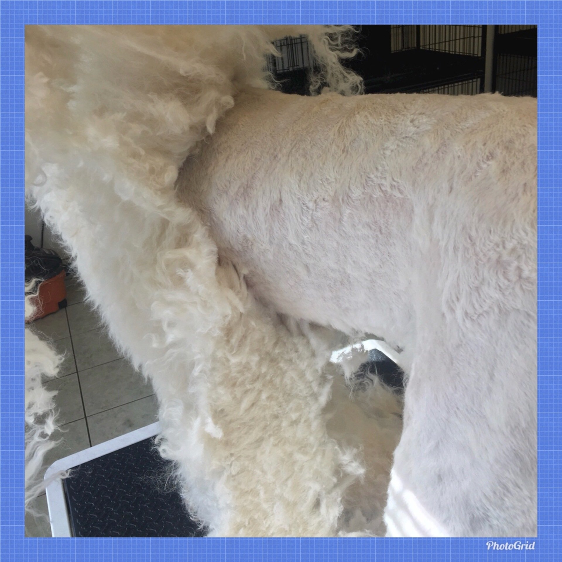 Saratoga NY Professional Pet Grooming & Dog Spa Serving Albany, Clifton