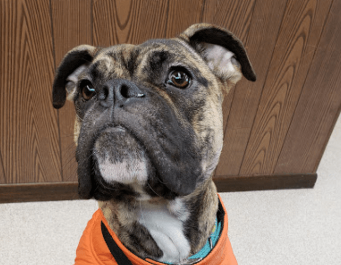 Veterinary Services Hudson, IA Hudson Veterinary Clinic