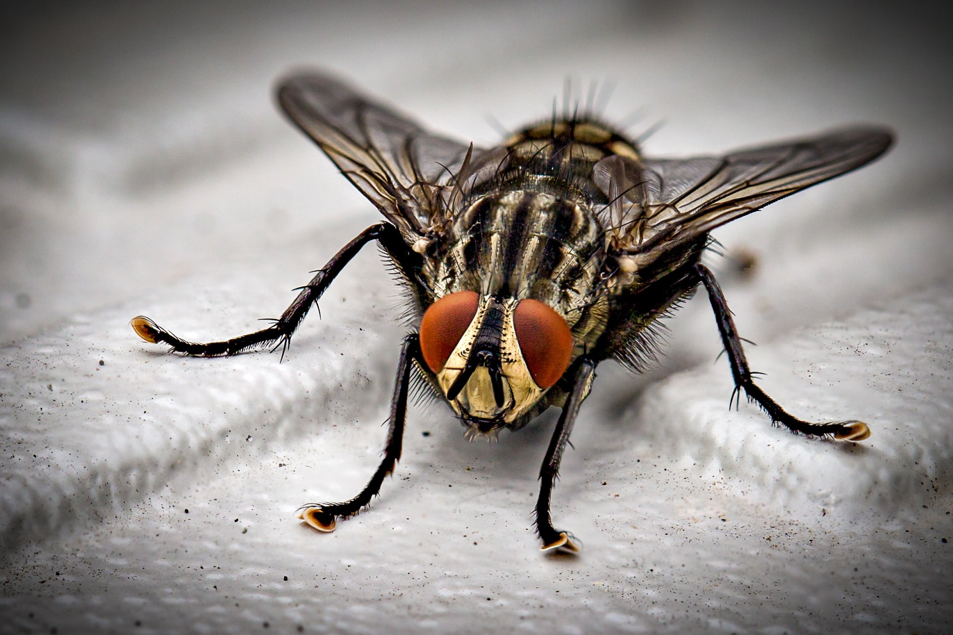 Why Are There So Many Flies in Idaho?