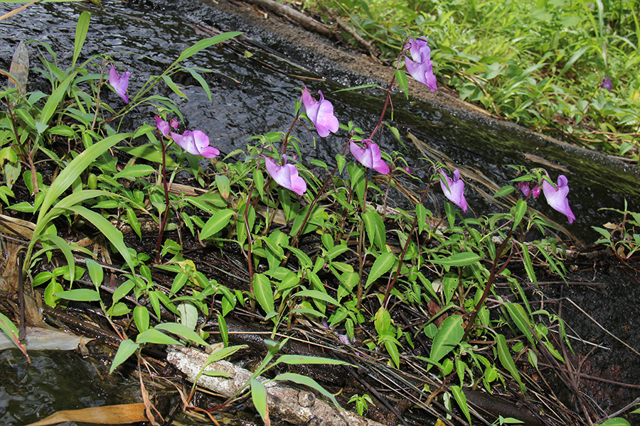 New Flower Species Found in Tanintharyi