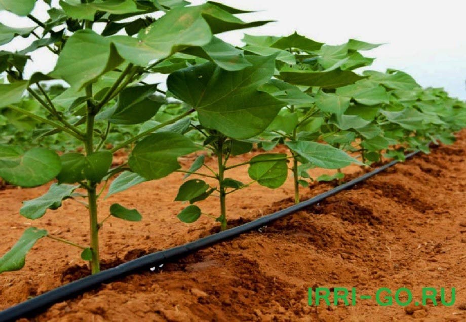 Drip irrigation drip irrigation IRRIGO