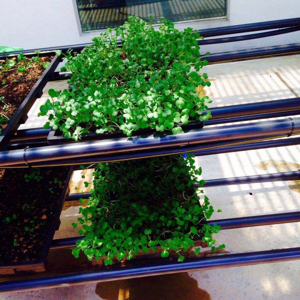 Micro Drip Irrigation System Malaysia Precise Watering