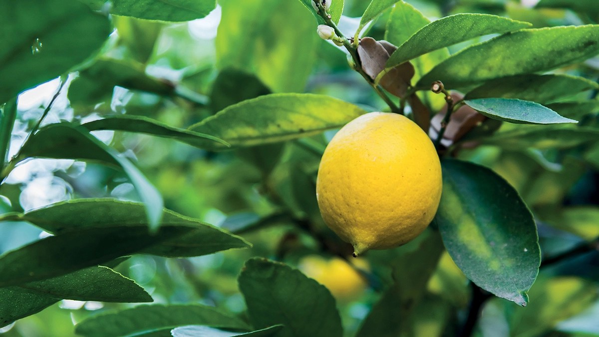 Drip Irrigation for Lemon Trees Irritec Corporate