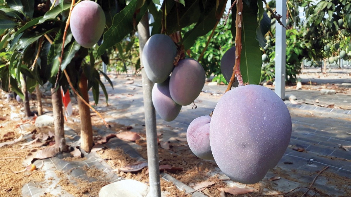 Drip Irrigation for Mango trees Irritec Corporate