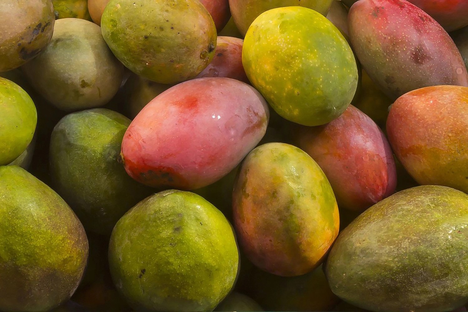 Drip Irrigation for Mango trees Irritec Corporate