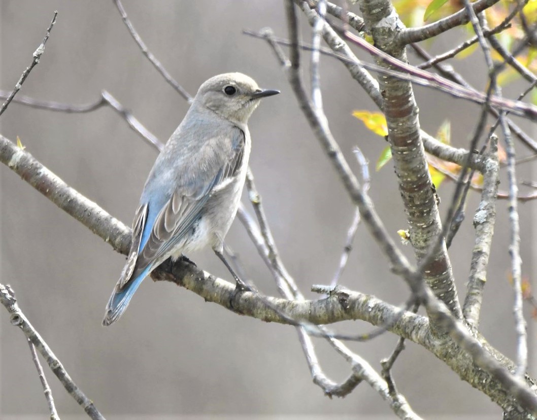 A State First Mountain Bluebird Pairs with Eastern Bluebird and