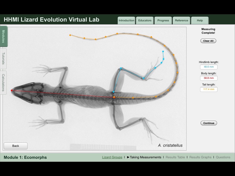 Lizard Evolution Virtual Lab by Howard Hughes Medical Institute