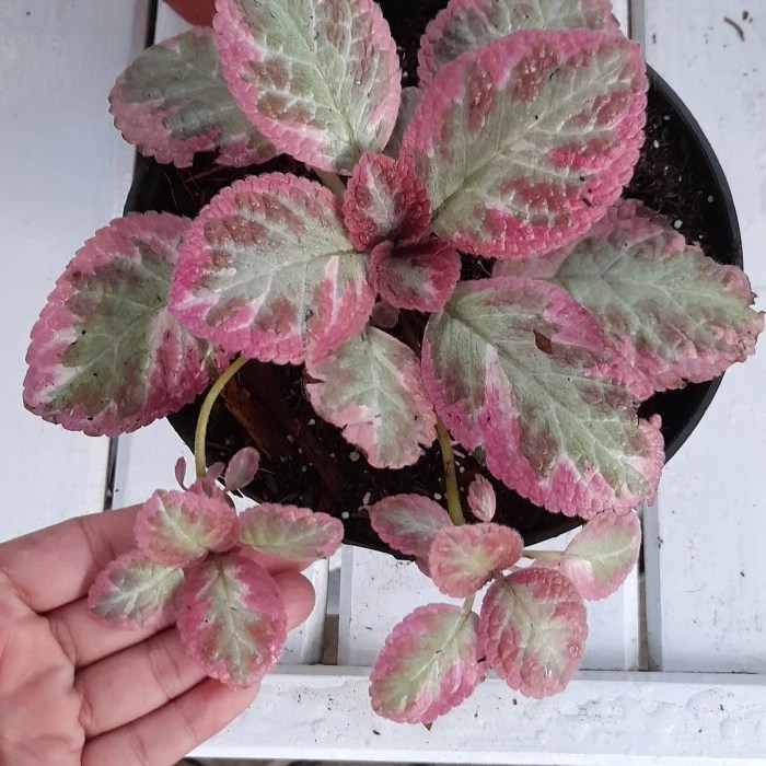 Episcia Cleopatra