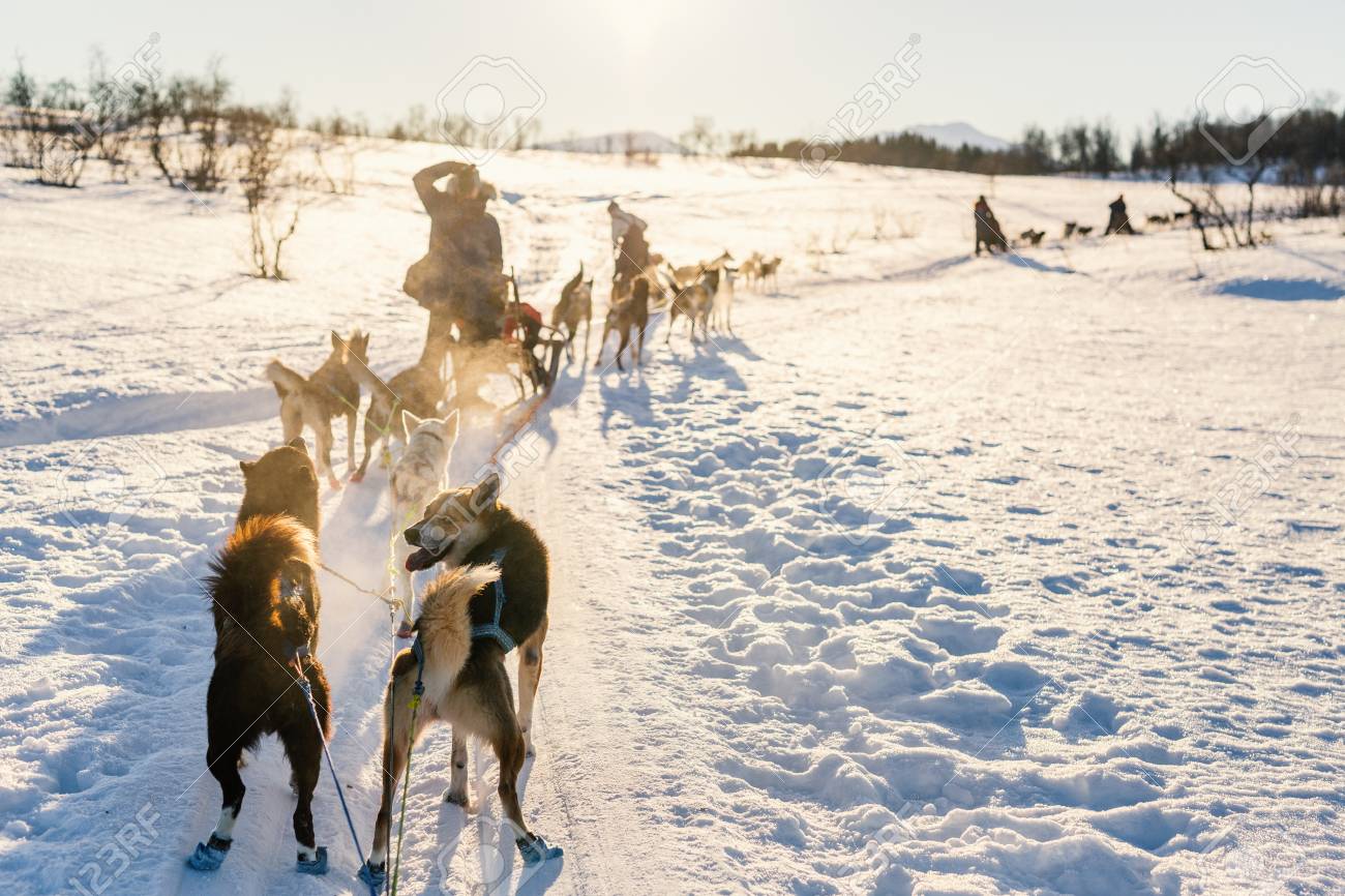 35 Droll Chien De Traineaux Plateau De Beille Picture HD fr