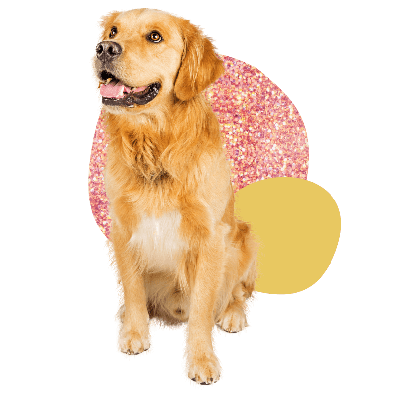 Isanti, MN 80206 Veterinary Services Isanti Pet Clinic