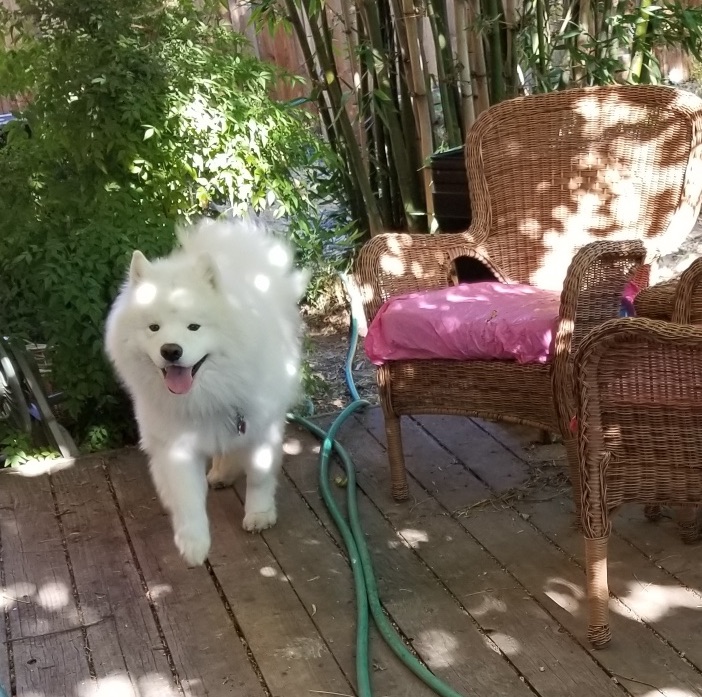 Will Ice Cubes Hurt Dogs