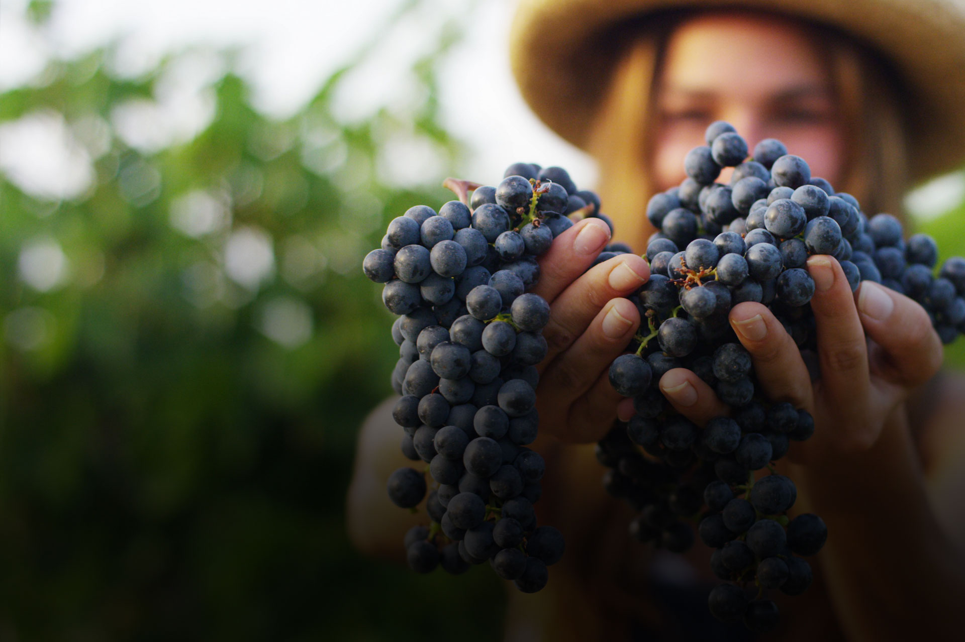 Texas Wine & Grape Growers Association iScan 360 Branding San Antonio