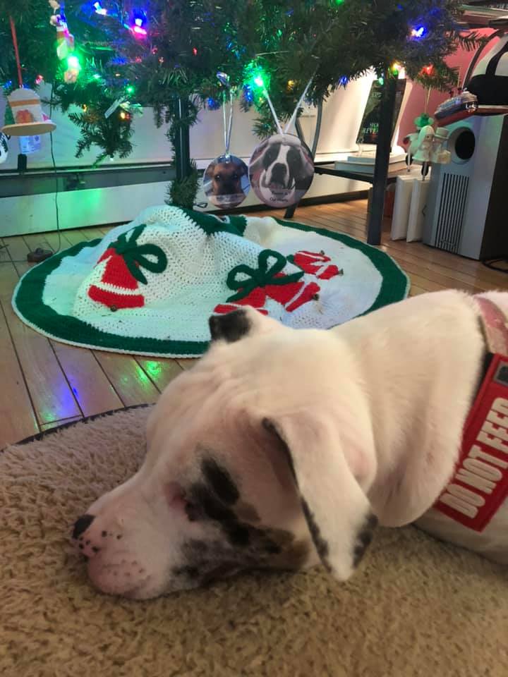 How Do I Keep My Dog From Peeing On My Christmas Tree