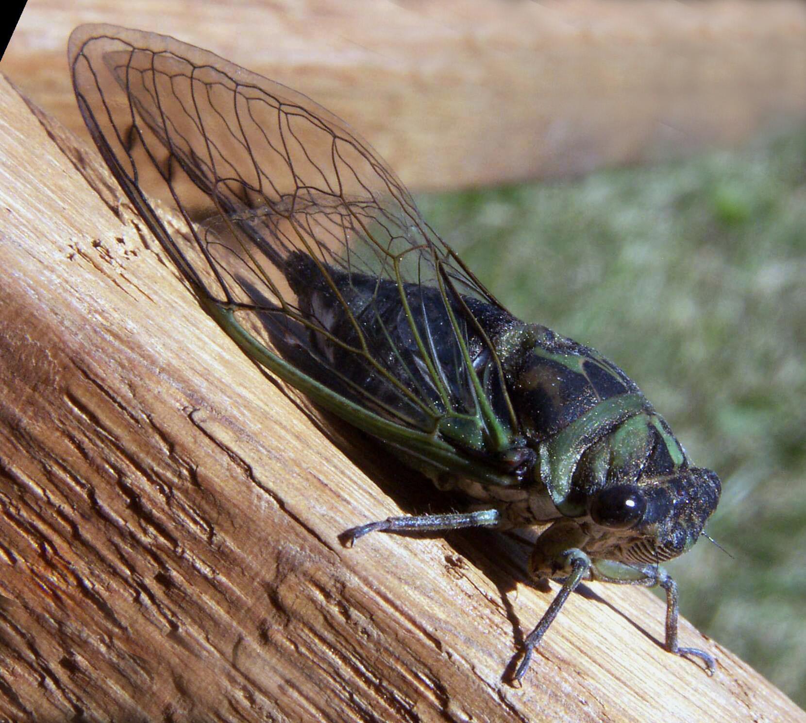 Christmas Tree Bugs I, Science