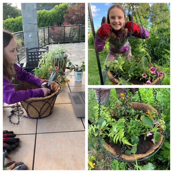 Make a Noninvasive Hanging Basket ISCMV