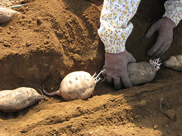 さつまいもの苗作りが始まりました