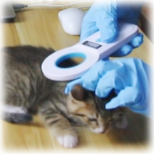 Pet Chip Registry Help Pets Go Home