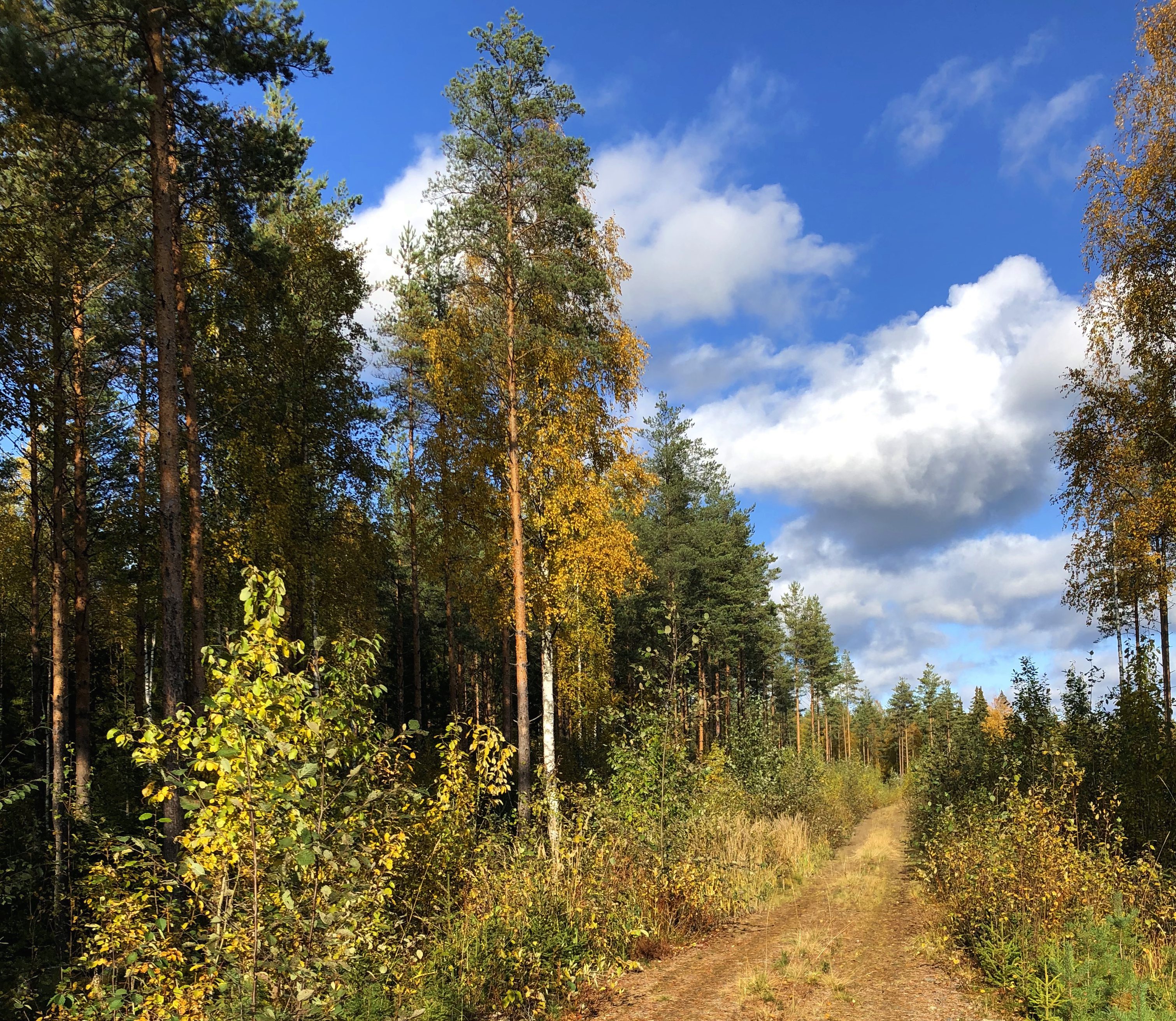 5 Ways to Enjoy the Countryside While Studying Abroad in Finland ISEP Study Abroad
