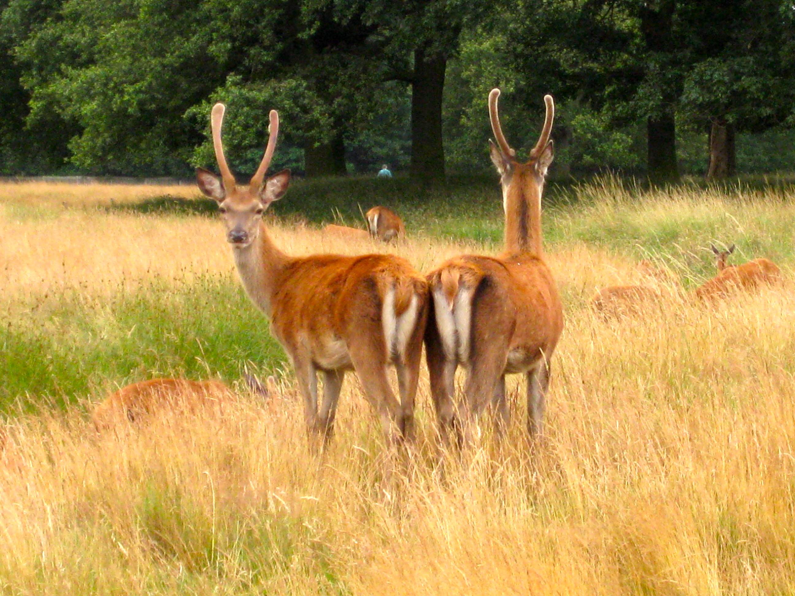 The Deer of Bushy Park London