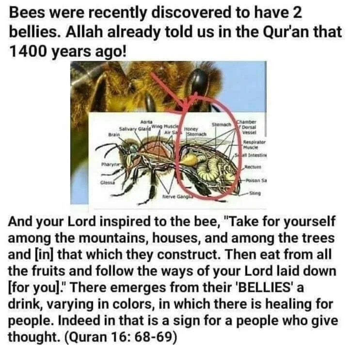 Health Benefits of Honey Islam Compass