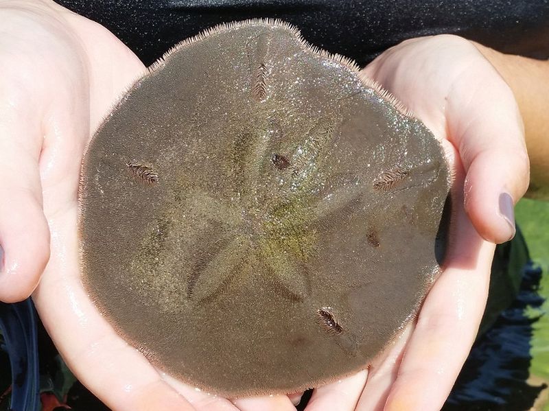 How to Find Sand Dollars Island Life NC