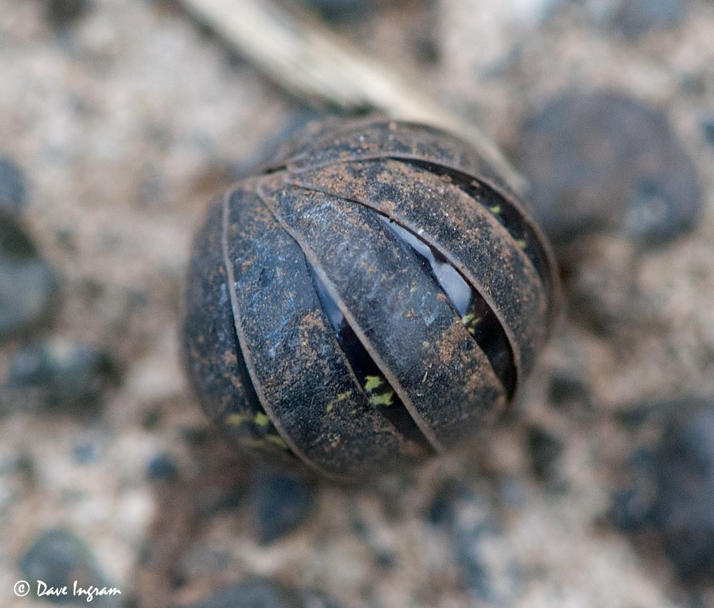 What's that Woodlouse?