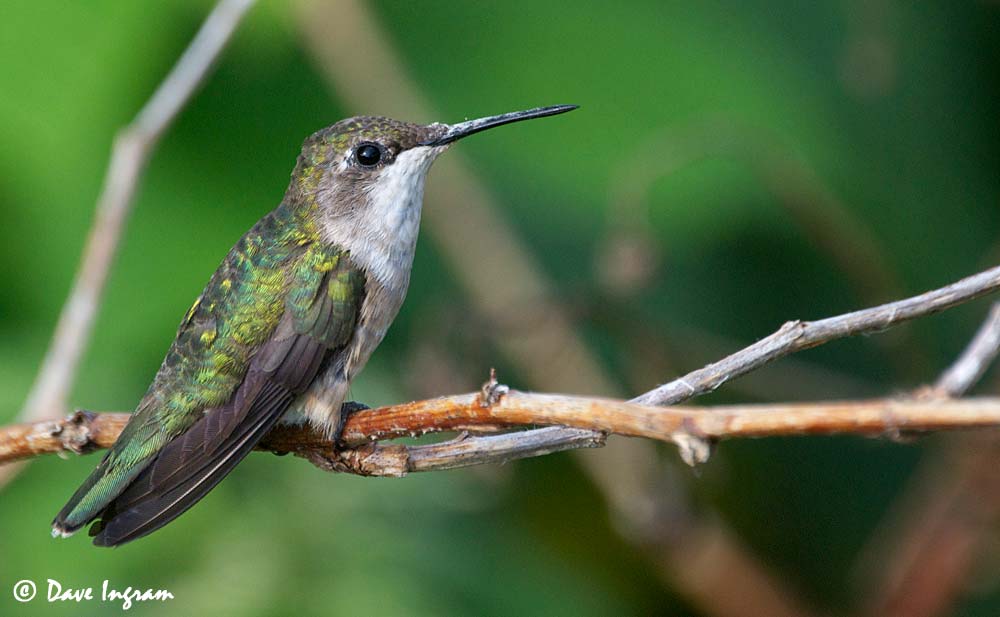 Rubythroated Hummingbirds!