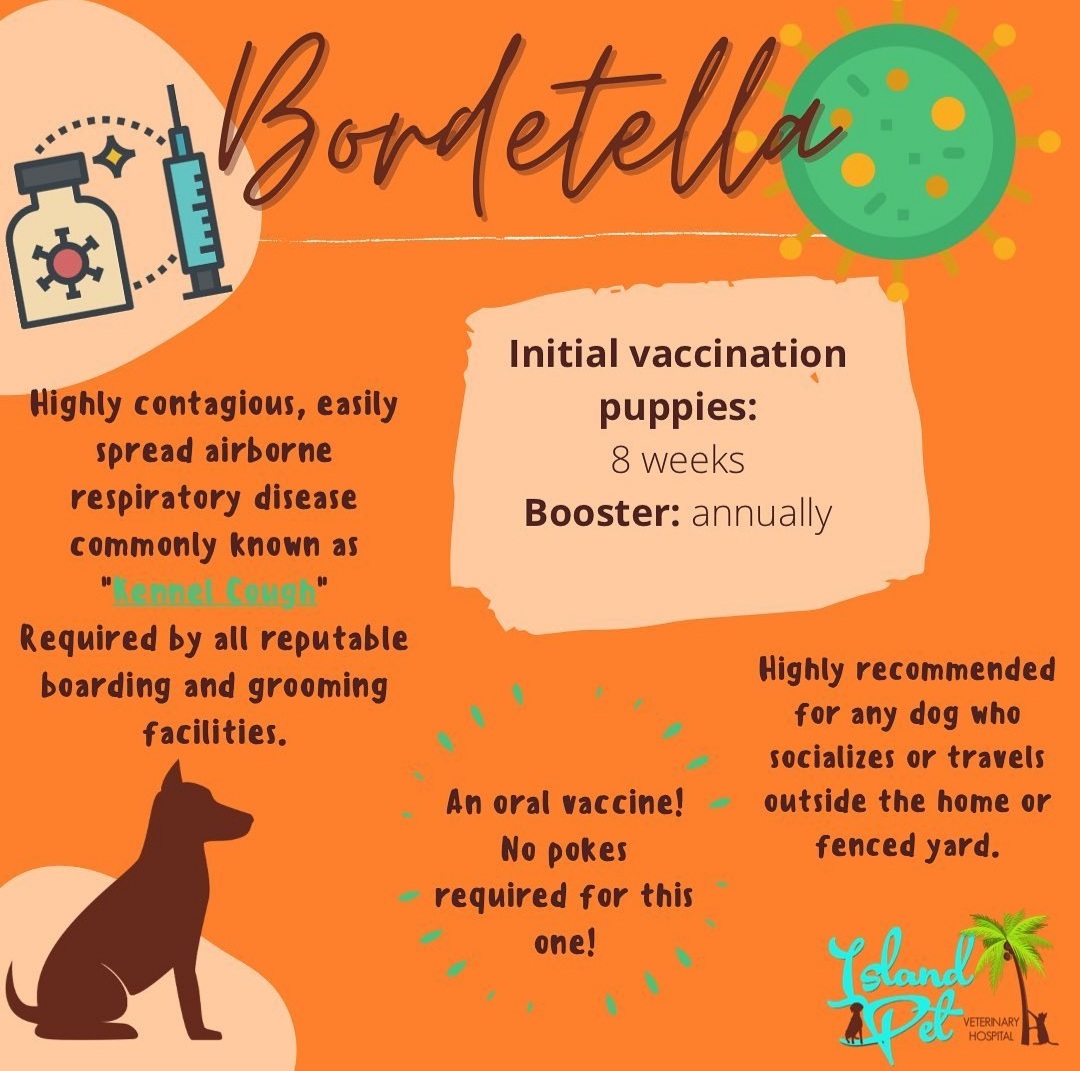 Dog Vaccine in Cape Carteret, NC Island Pet Veterinary Hospital