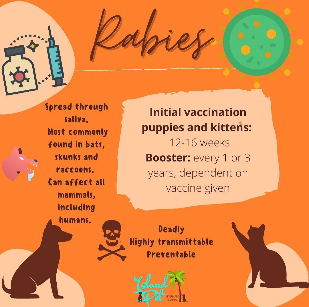 How Much Are Booster Vaccinations For Dogs