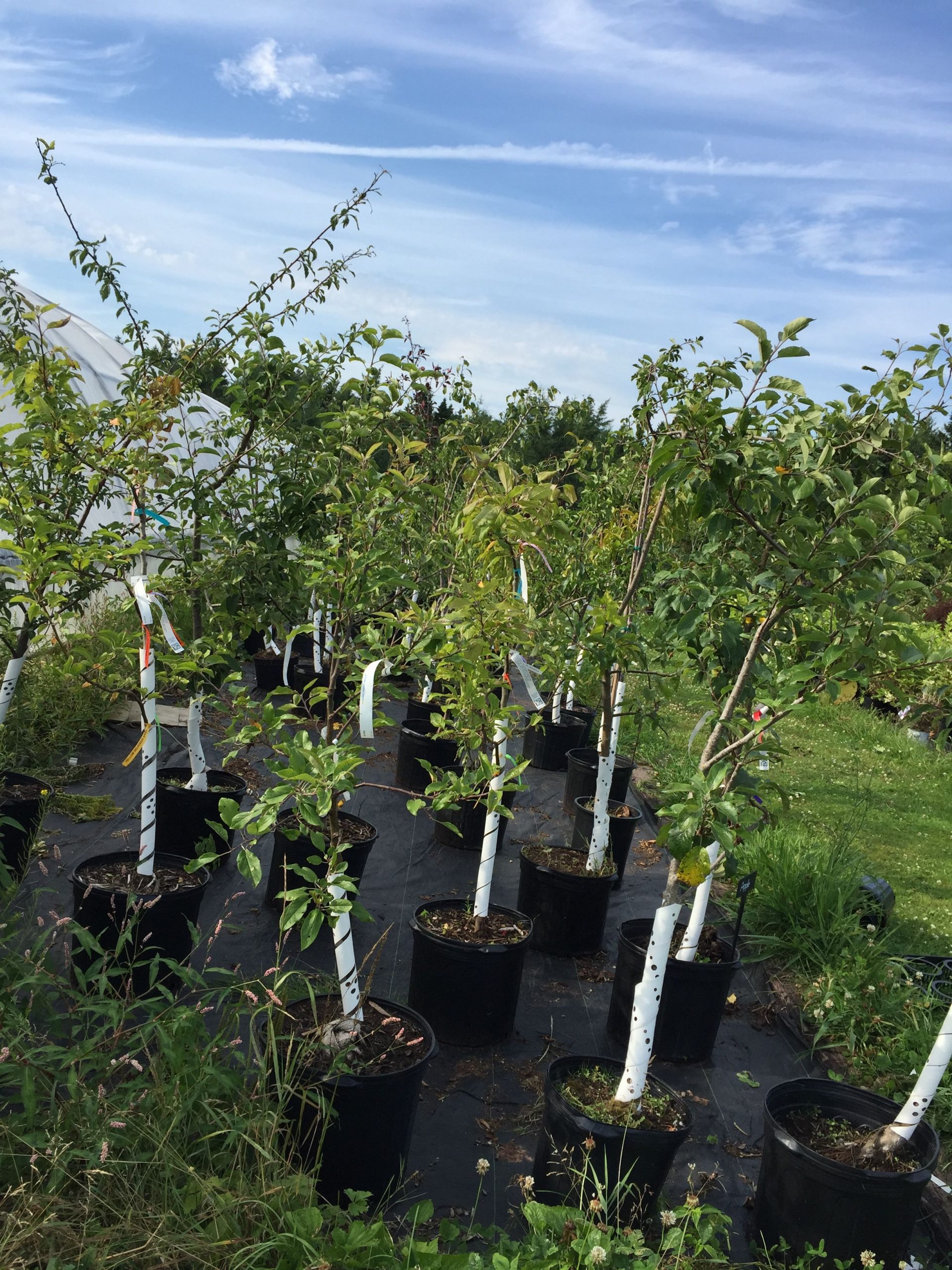 Fruit Trees What Should You Plant For Success? Island Pride Garden Co.