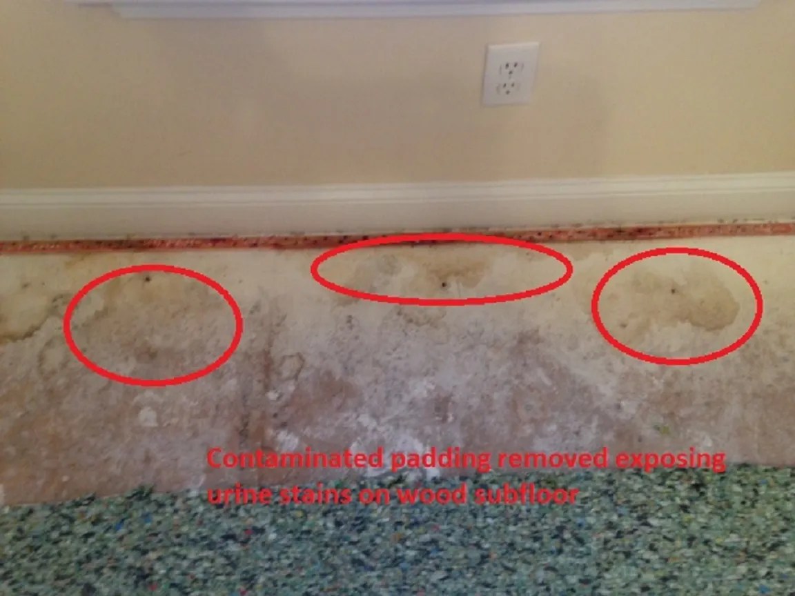 Islands Carpet Cleaners Residential or commercial carpet cleaning