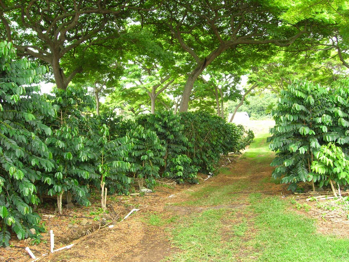 About Us Island Sun Coffee