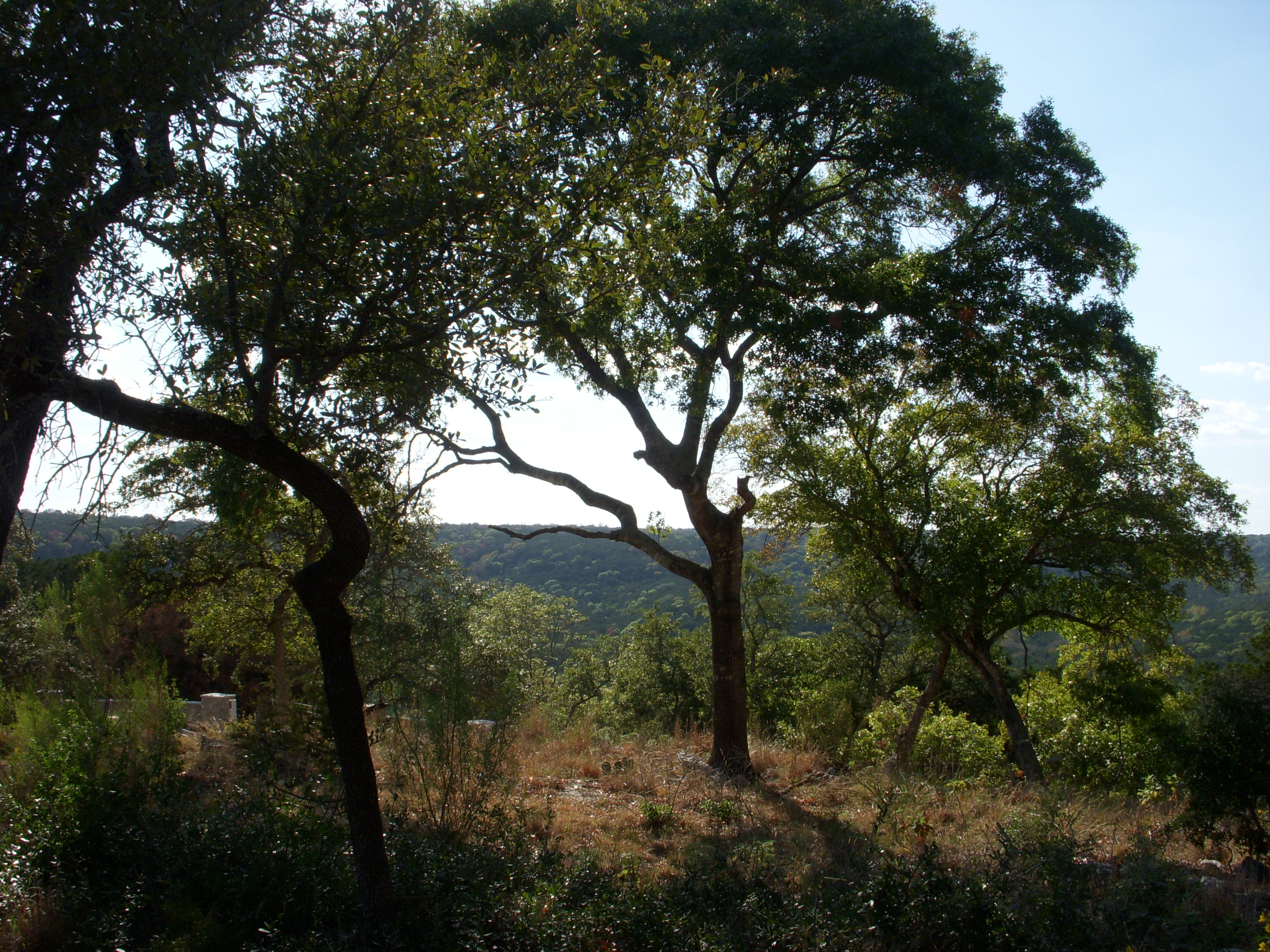 Long Canyon Austin Hill Country and Lake Living