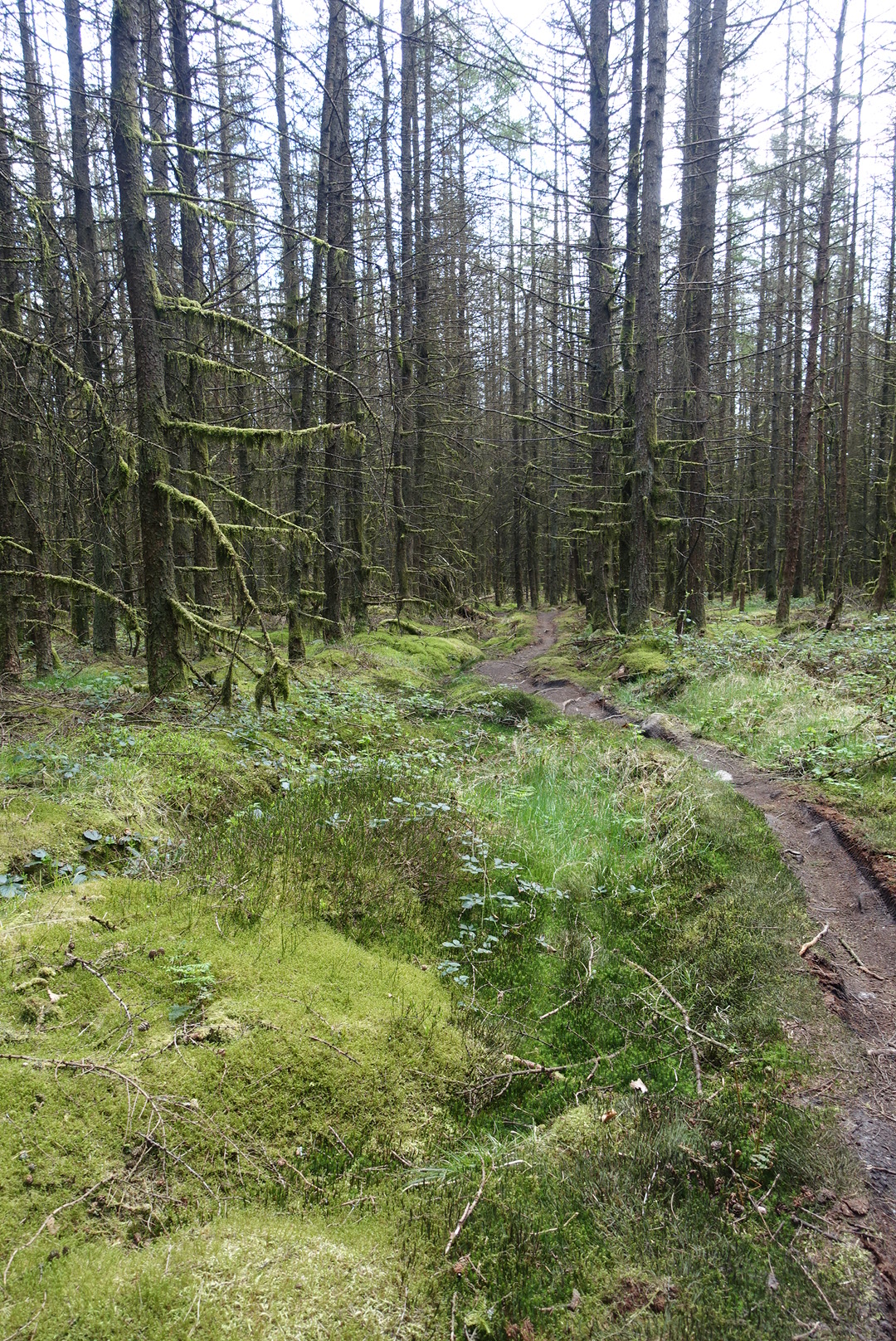 Stoney Mountain Wardens Walk 5 miles Gill's Isle of Man Walks