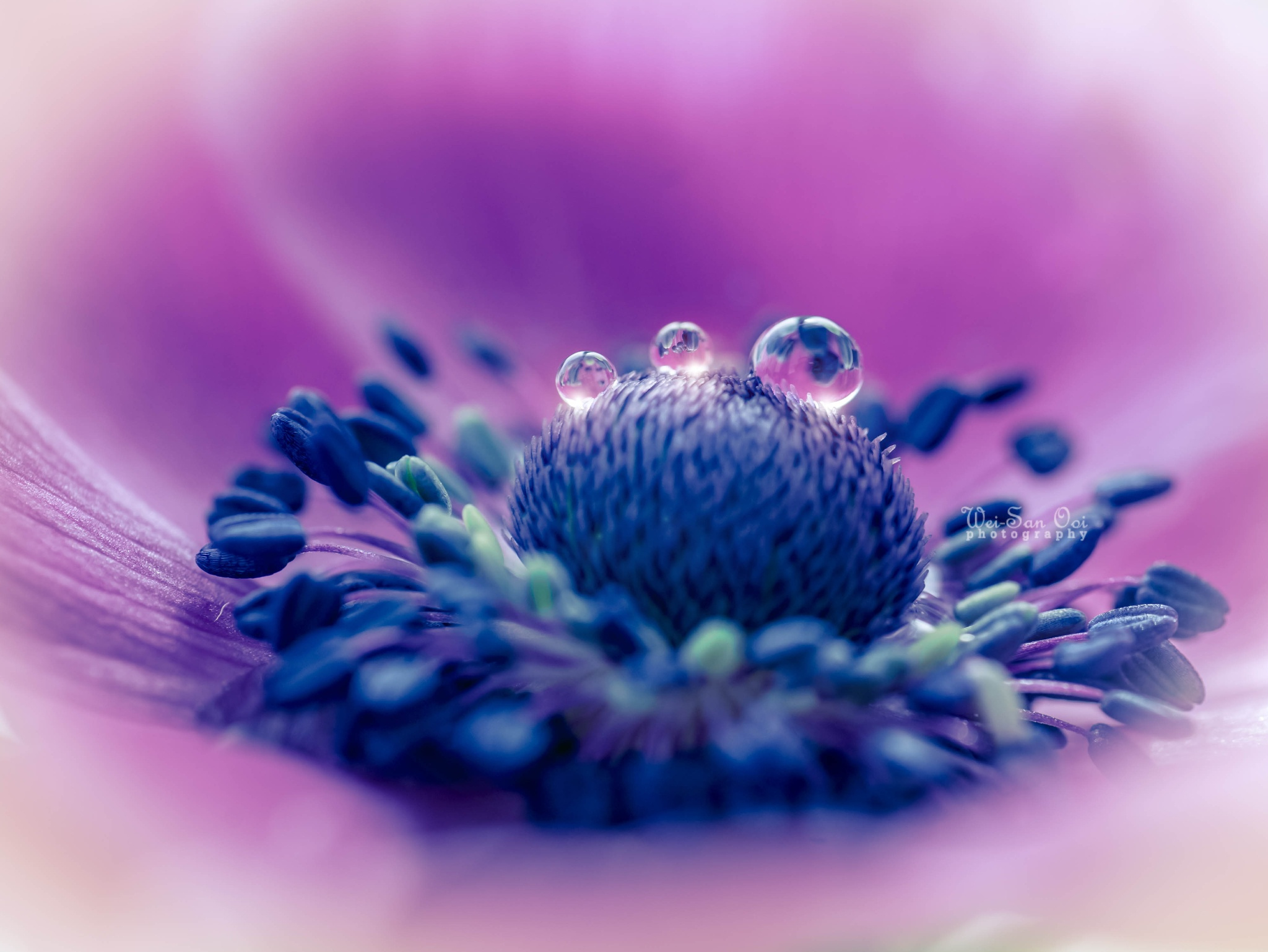31 Incredibly Captivating Flower Photos by WeiSan Ooi 500px