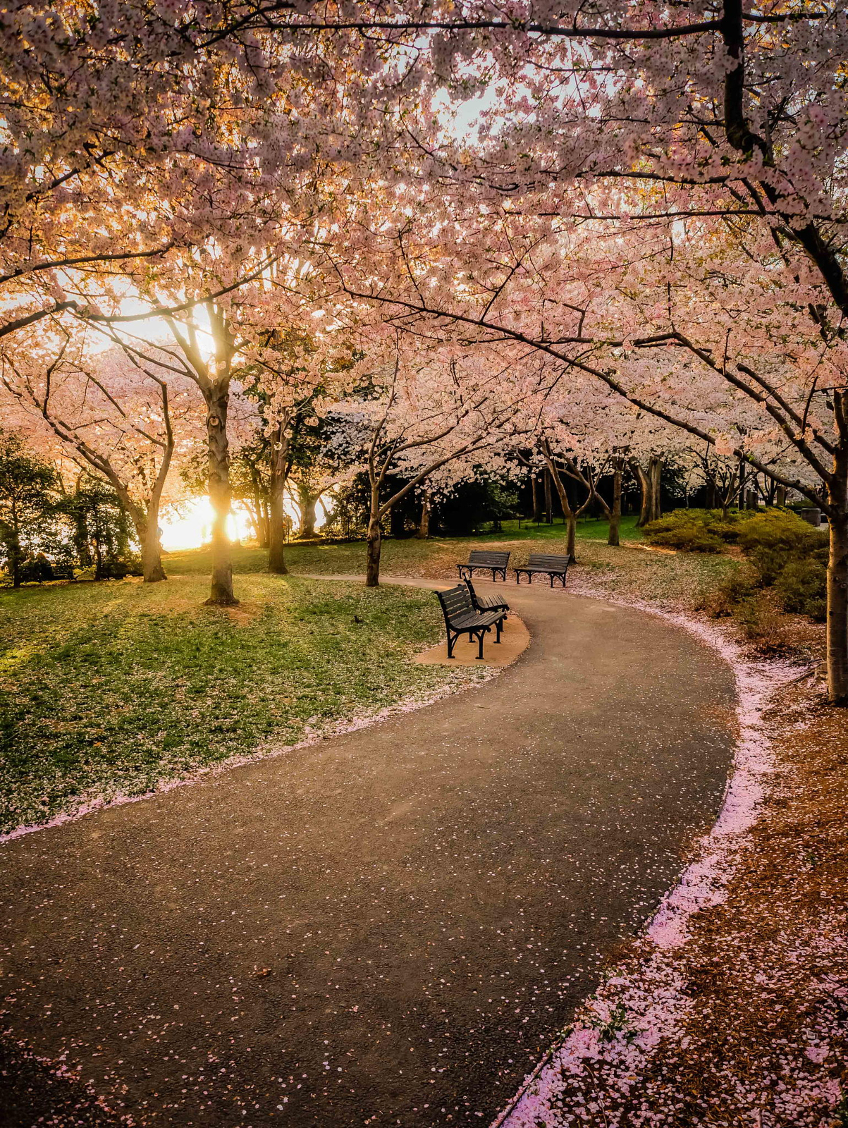35 Beautiful Photos of Cherry Blossoms Around the World 500px