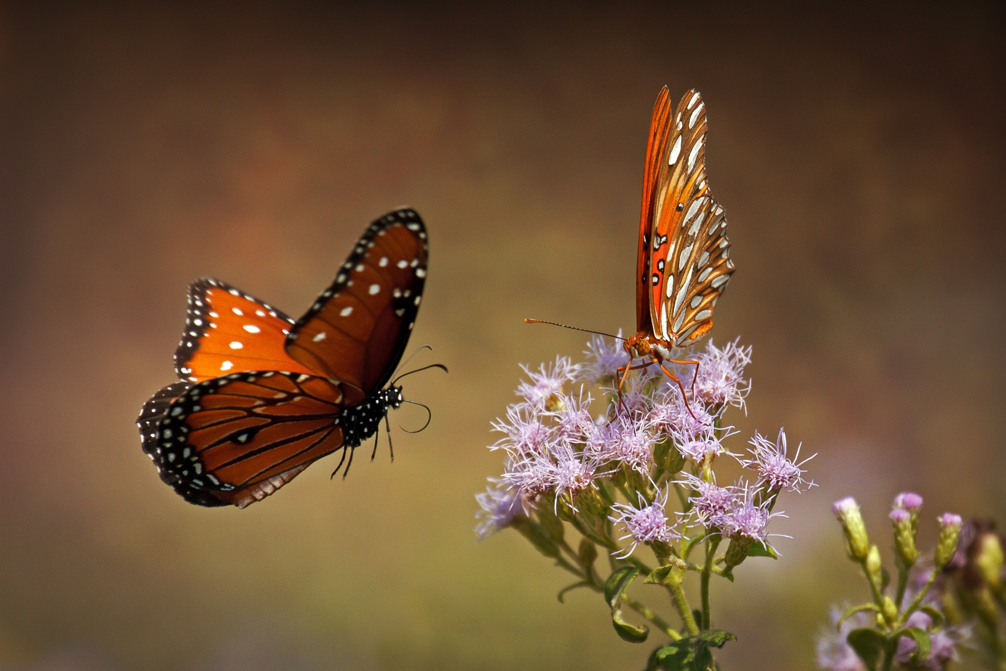 50 Breathtaking Photographs of Butterflies 500px
