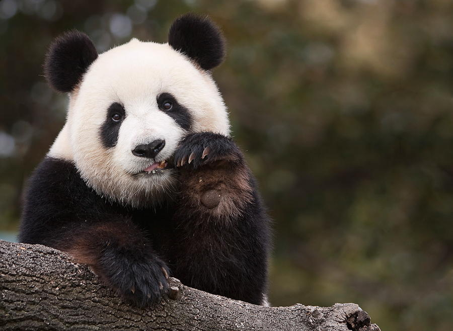 50 Photos of Pandas Looking Bored 500px