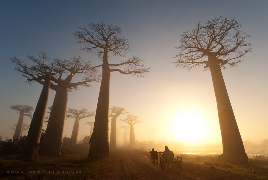 25 Beautiful Baobab Trees the Little Prince to Pull Up 500px