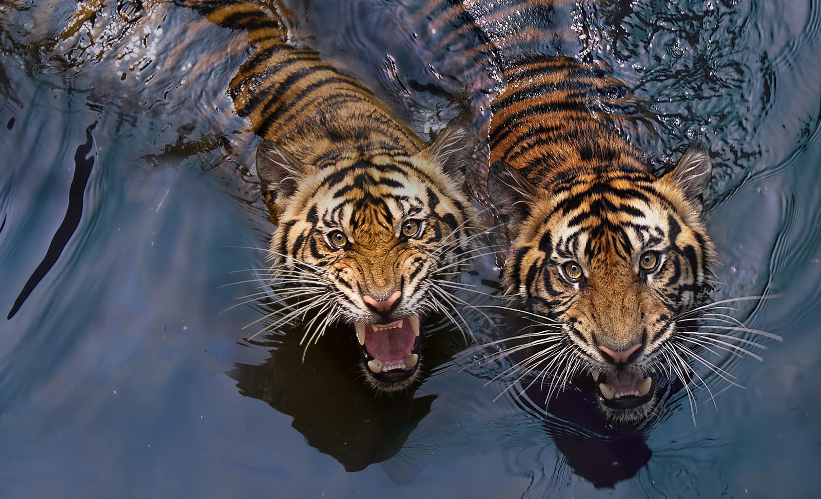 Tiger Photography 30+ Tigers Photos That Will Leave You Spellbound