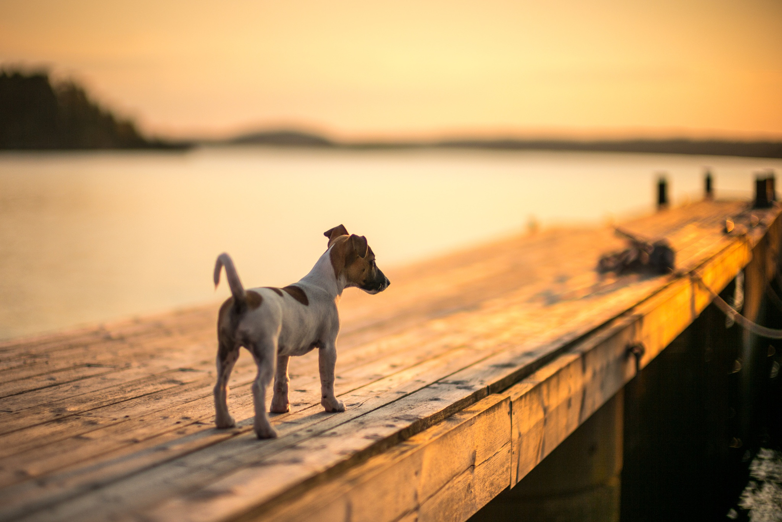 Adventures with Man's Best Friend (and One Cat) 500px