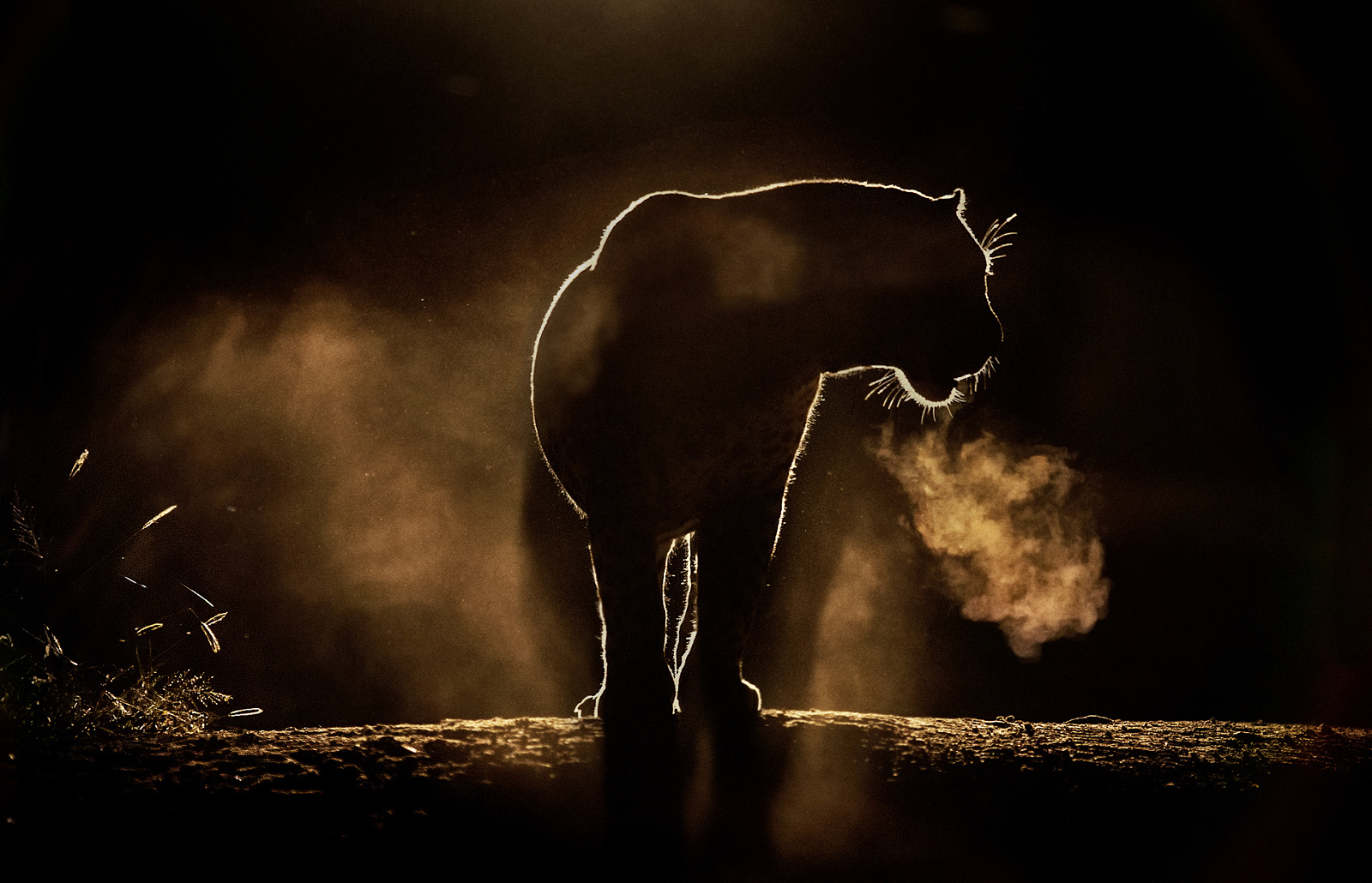 21 of the Most Beautiful Wildlife Photos on 500px 500px