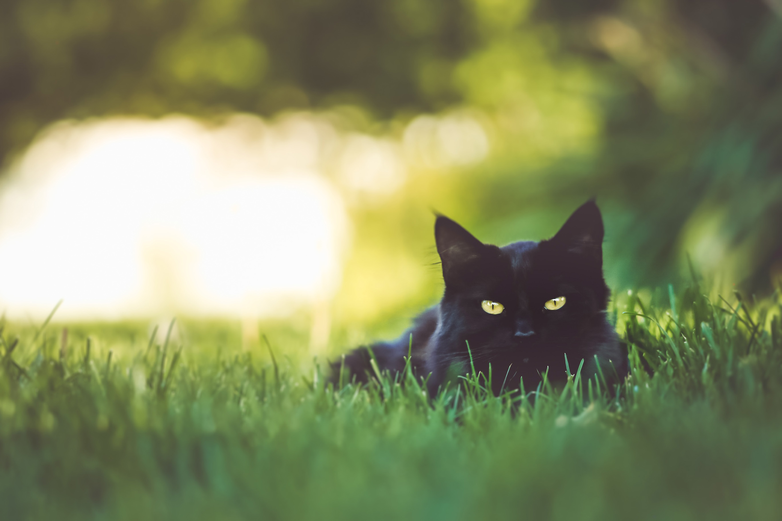 Cat in Grass RoyaltyFree Stock Photo