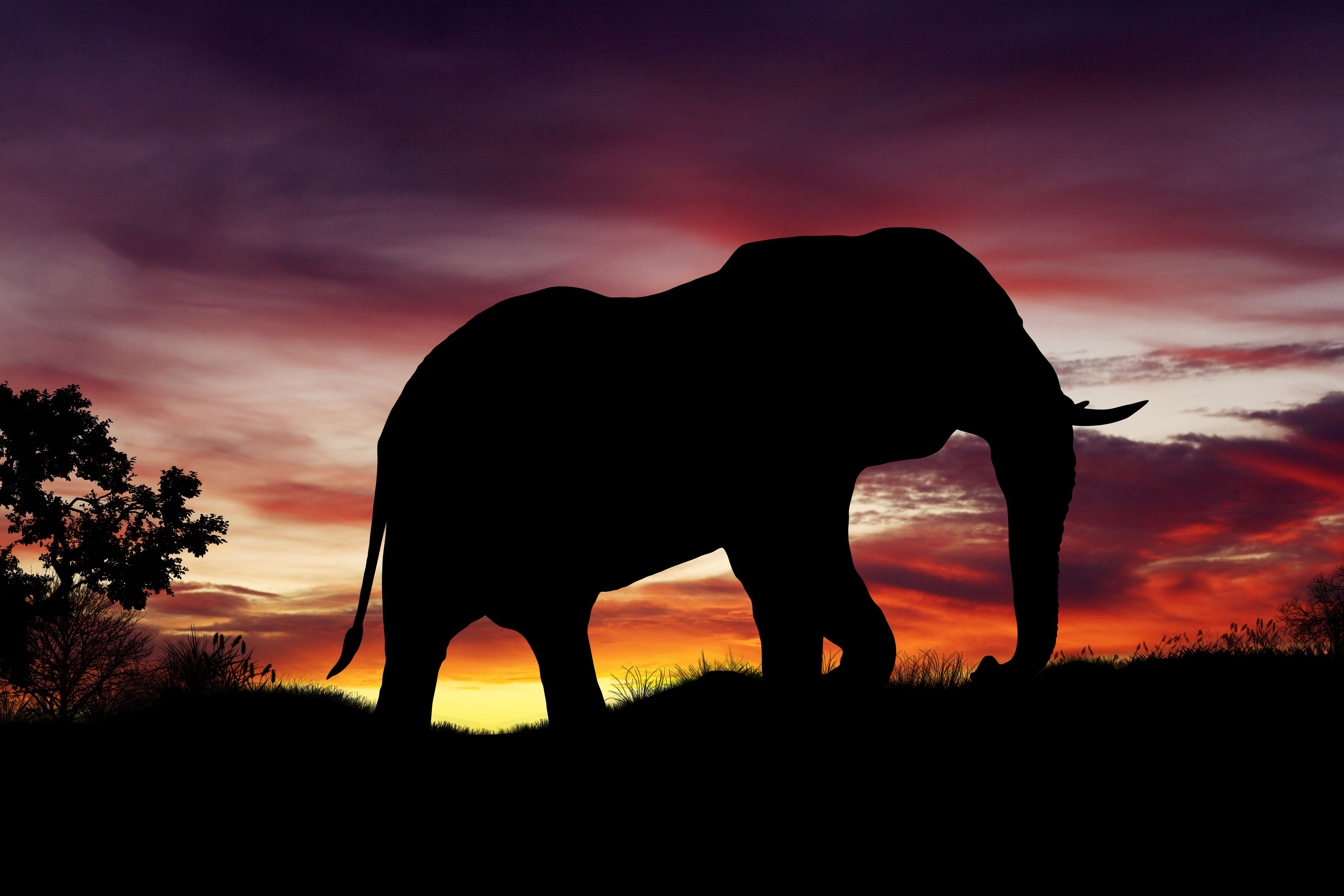 African Elephant RoyaltyFree Stock Photo