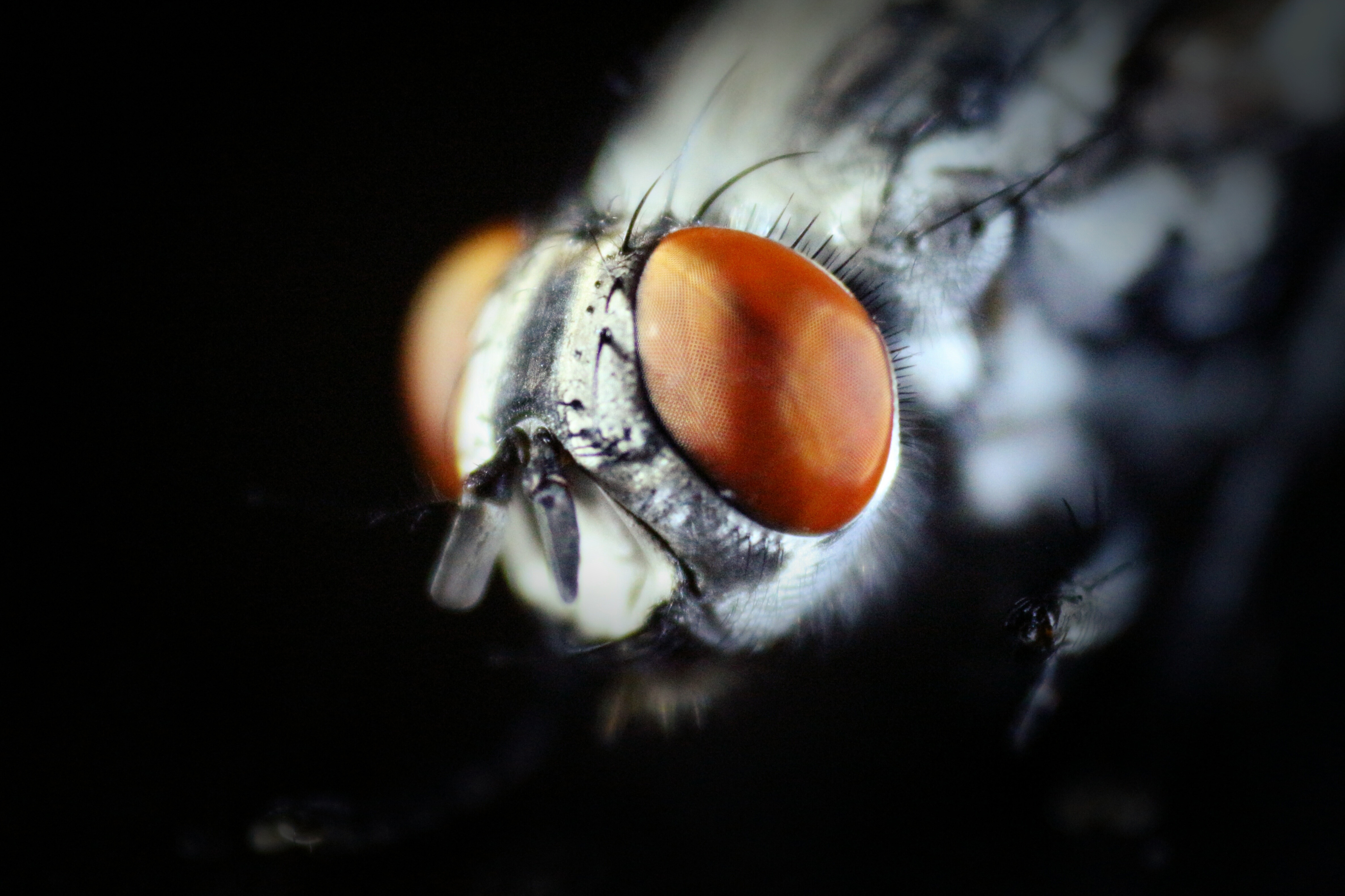 Fly Eye Macro RoyaltyFree Stock Photo
